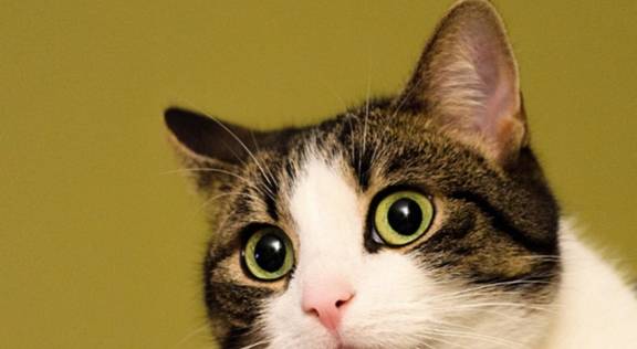 美国快猫苹果版:性子“最活泼”的几种猫，你家猫上榜了吗？