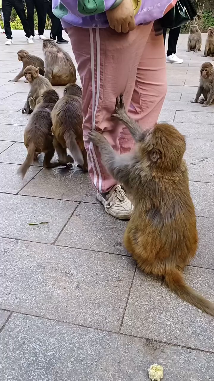 猴子打劫苹果版下载chatgpt为什么能够提供抢劫方案-第1张图片-太平洋在线下载